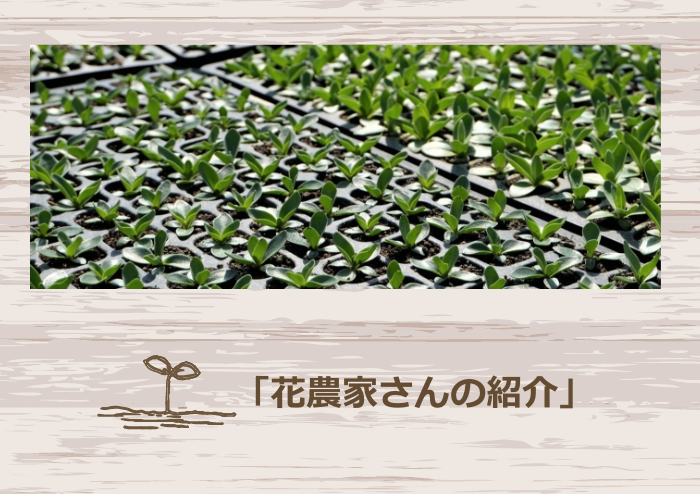 花屋さんの紹介