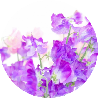 1月の誕生花