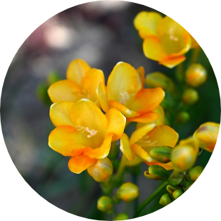 2月の誕生花