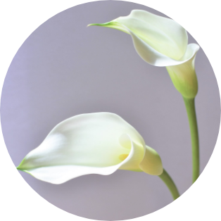 4月の誕生花