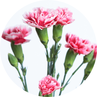 5月の誕生花