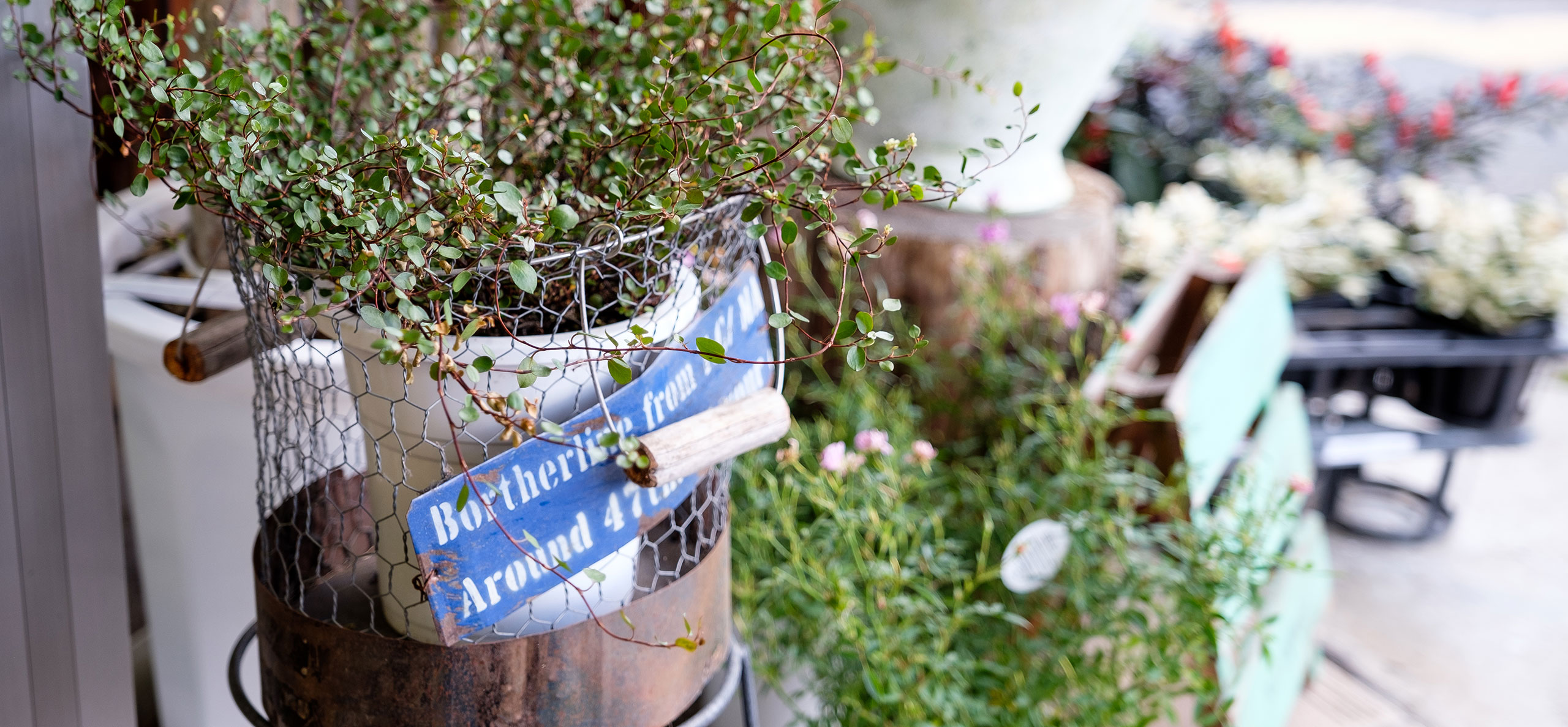 自宅用のお花・観葉植物・ドライフラワー