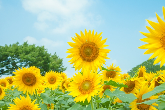 夏のお花特集