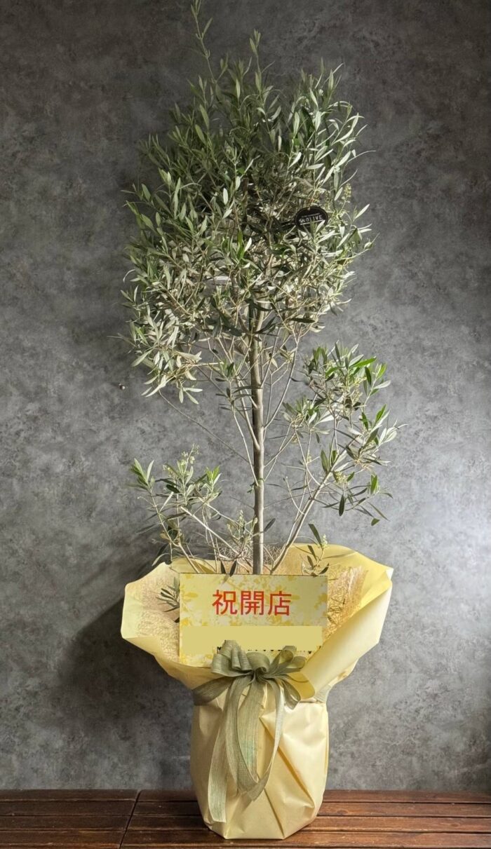 【厳選】おまかせ観葉植物　10号鉢