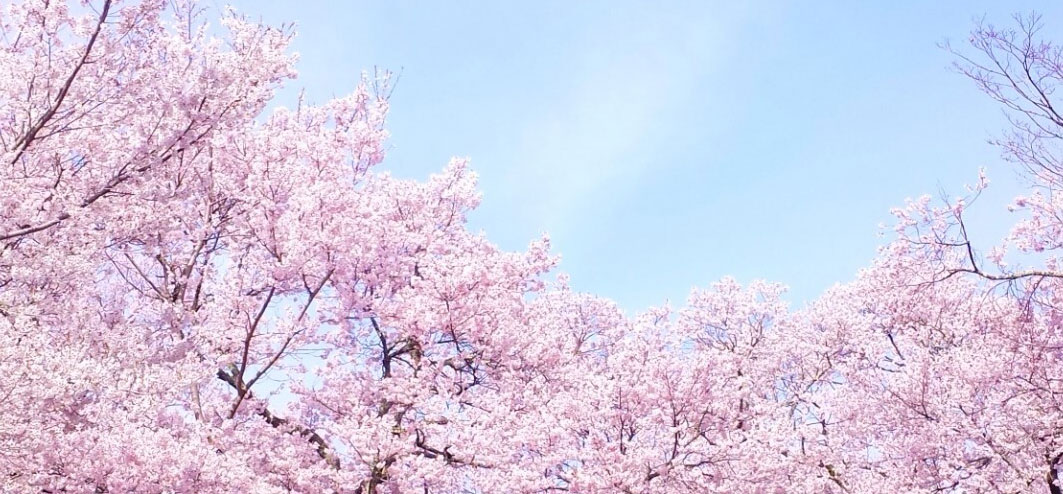 春のお花特集