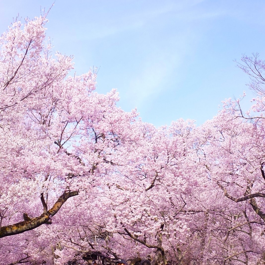 春のお花特集