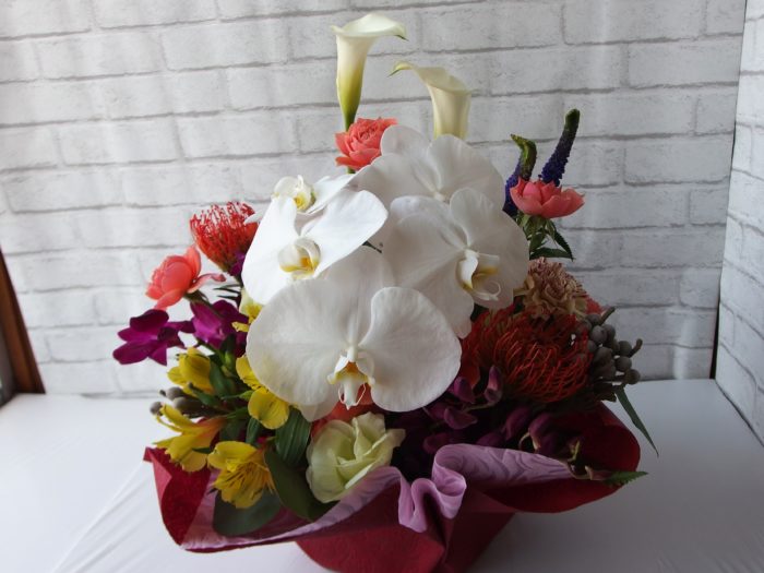 推し花は胡蝶蘭