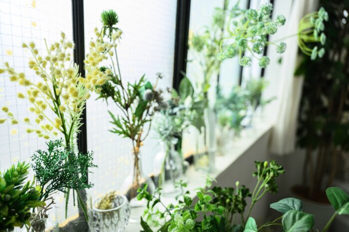 盛岡市で観葉植物が取り揃うパルテール盛岡本宮店