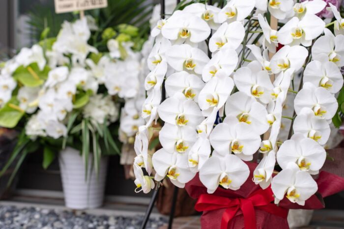 胡蝶蘭なら盛岡市の花屋パルテール盛岡本宮店まで